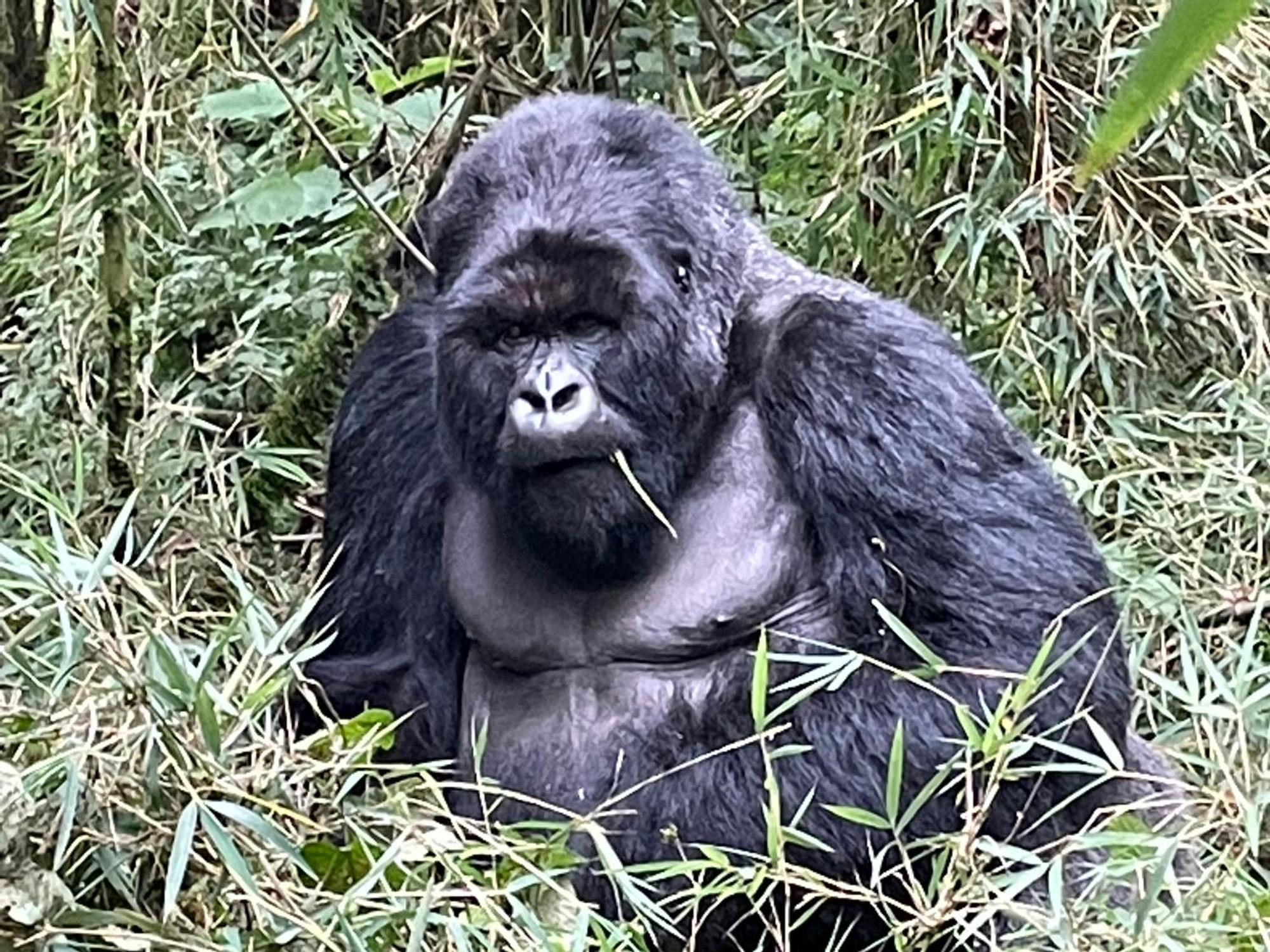 Le Bambou Gorilla Lodge Kinigi ภายนอก รูปภาพ